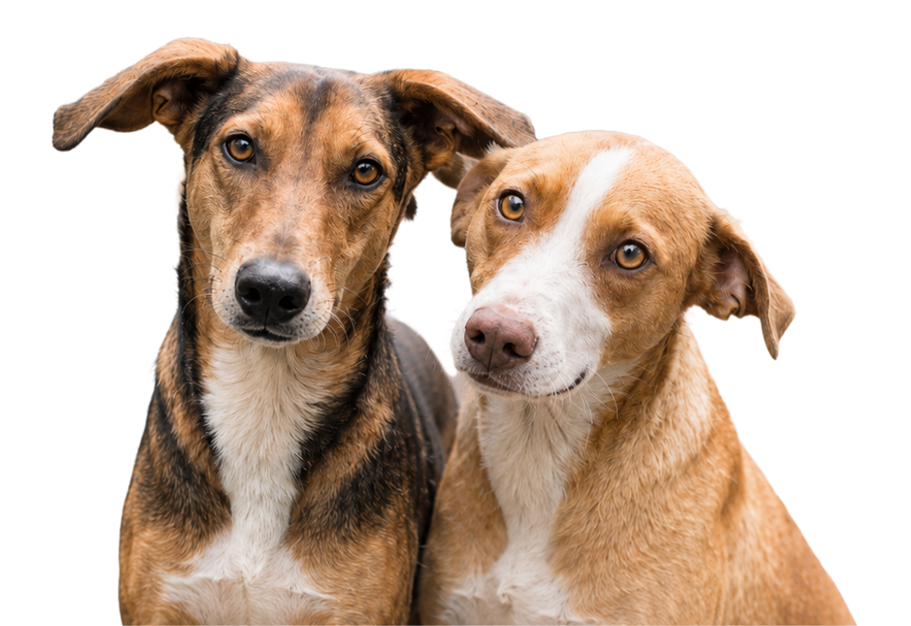 Dos perritos rescatados asomándose